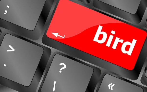 Button keyboard key, keypad with bird word — Stock Photo, Image