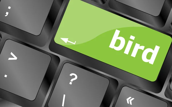 Tecla de teclado botón, teclado con palabra de pájaro —  Fotos de Stock