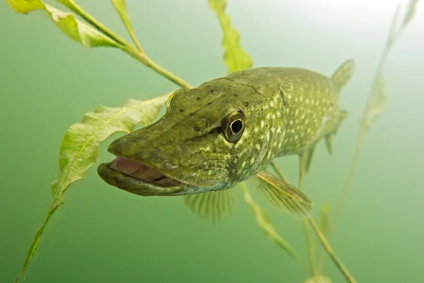 Pike in the lake — Stock Photo, Image