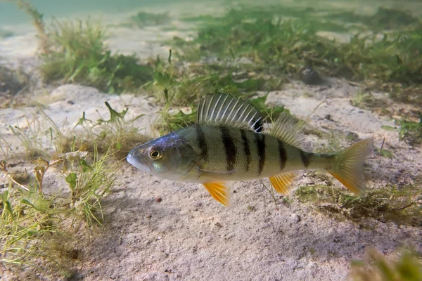 Big perch — Stock Photo, Image