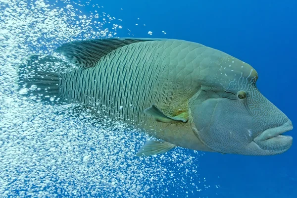 Napoleonfish σχετικά με το μπλε φόντο — Φωτογραφία Αρχείου