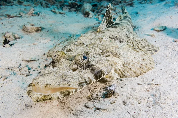 Crocodilefish på korallrev — Stockfoto