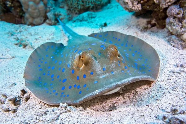 Bluespotted stingray — Stockfoto