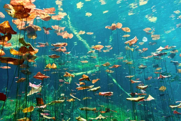 Cenotes underwater — Stock Photo, Image