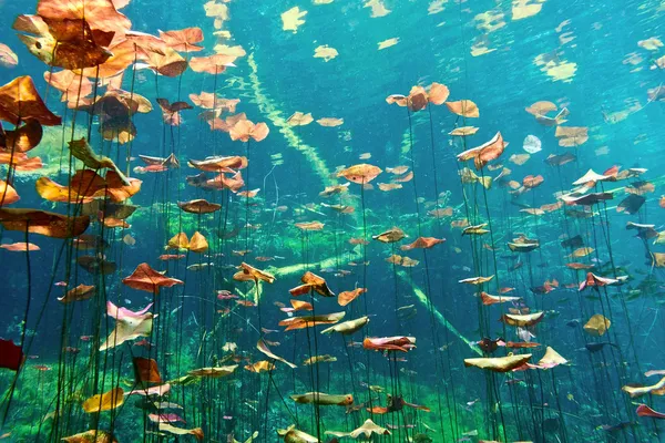 Cenotes bajo el agua — Foto de Stock