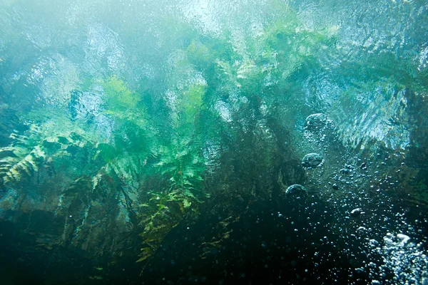 Cenote underwater — Stock Photo, Image