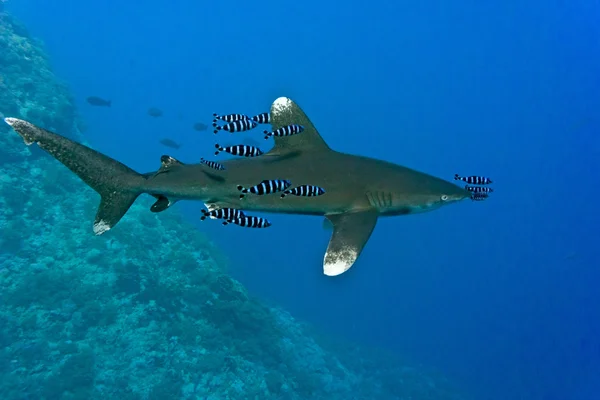 Žralok bílý hrot — Stock fotografie