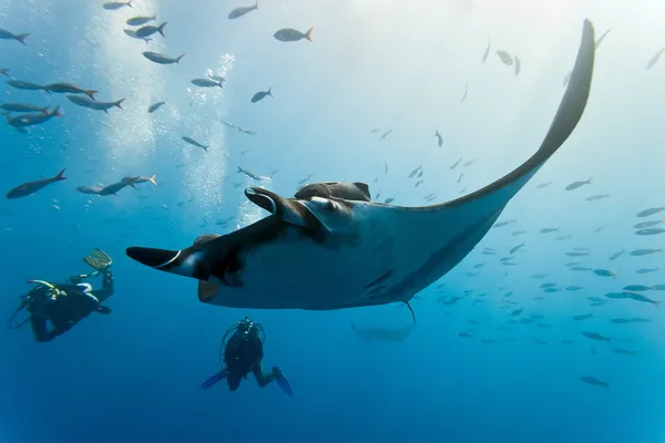 Mantas und Taucher am Riff Stockfoto