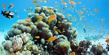 mercan resif sahne - panorama