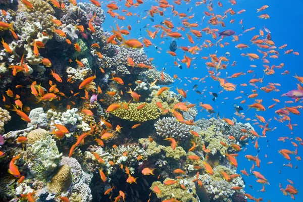 Brote de peces anthias en el arrecife de coral — Foto de Stock