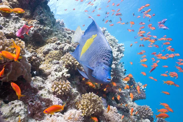 Arabische angelfish op het koraalrif — Stockfoto