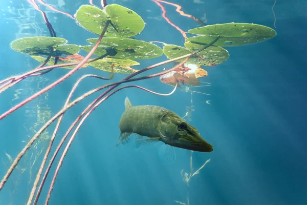 Pike in the lake — Stock Photo, Image