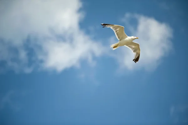 Möwe am Himmel — Stockfoto