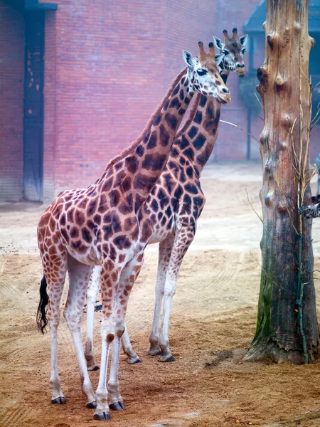 Twee giraffe_09 — Stockfoto