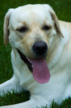 doğada köpek
