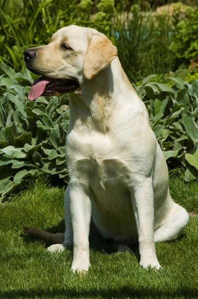 Hund i naturen — Stockfoto