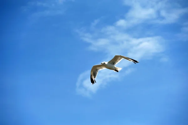 Pássaro no céu — Fotografia de Stock