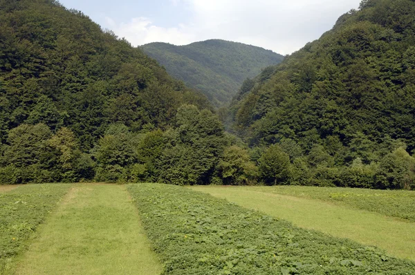 Paisaje — Foto de Stock