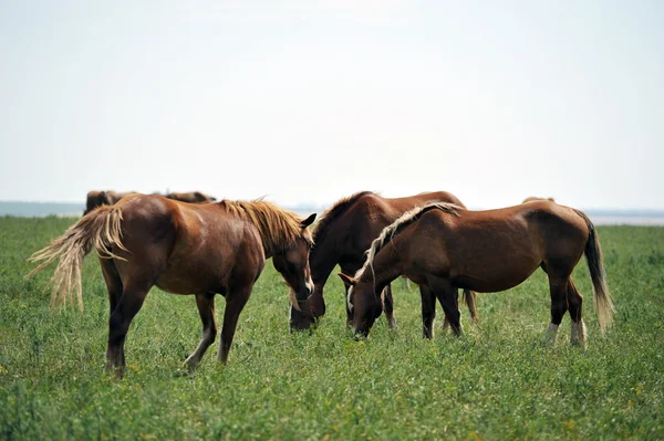 Horses — Stock Photo, Image