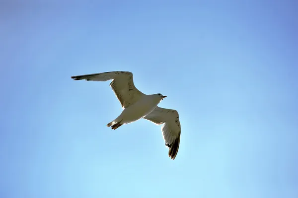 En vuelo —  Fotos de Stock