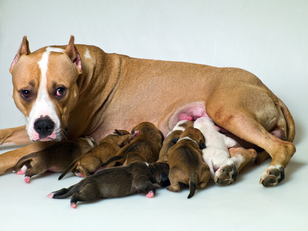 Perro mamá — Foto de Stock