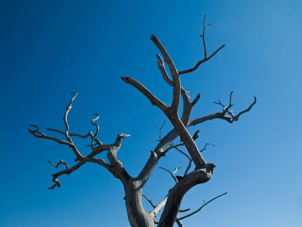 Trockener Baum — Stockfoto