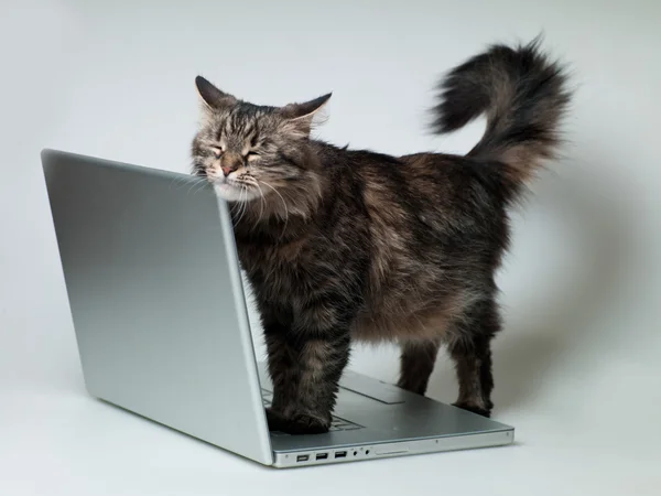 Gato com um laptop — Fotografia de Stock