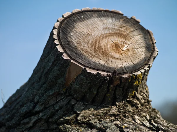 Baum gefällt — Stockfoto