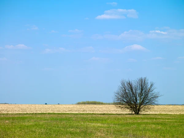 Árbol de paisaje en un campo — Foto de Stock