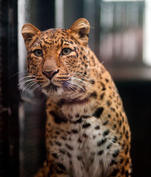 Tigre — Fotografia de Stock