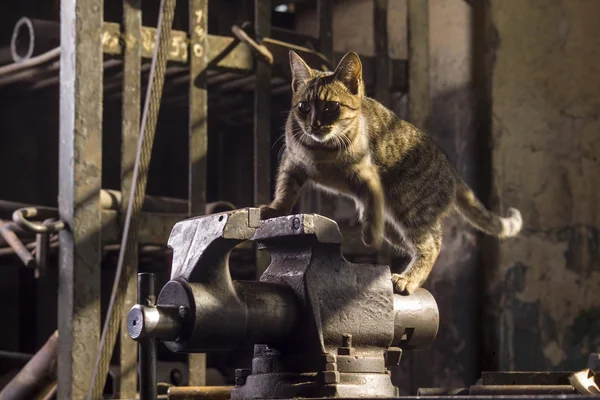 Kedi içinde belgili tanımlık makine — Stok fotoğraf