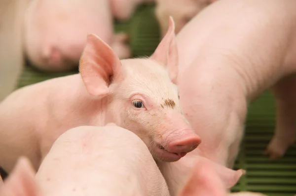 Kleine varkens — Stockfoto