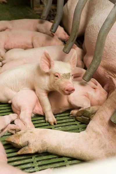 Little pigs — Stock Photo, Image