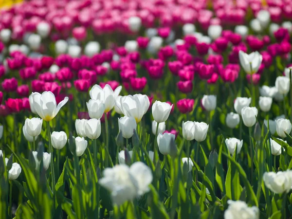 Blumen Tulpen — Stockfoto