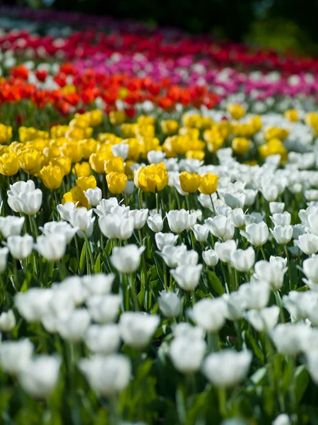 Flowers tulips — Stock Photo, Image