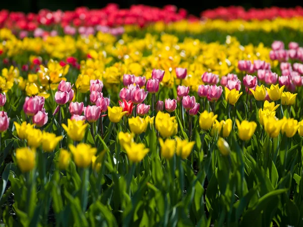 Flowers tulips — Stock Photo, Image