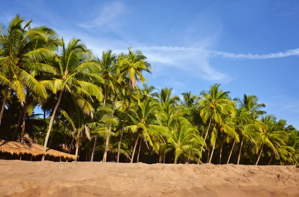 Beach with palm trees — Stock Photo, Image