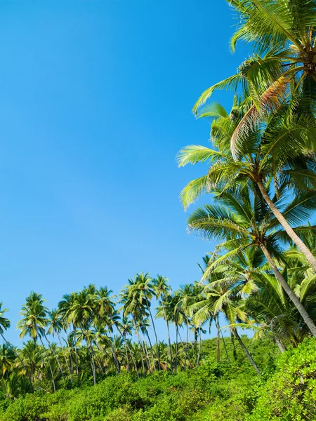 Beach with palm trees — Stock Photo, Image