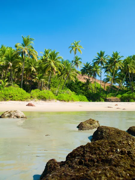 Beach with palm trees — Stock Photo, Image