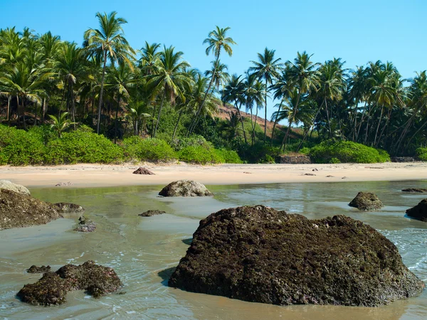 Strand met palmbomen — Stockfoto