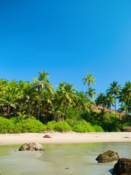 Beach with palm trees — Stock Photo, Image