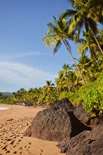 Beach with palm trees — Stock Photo, Image