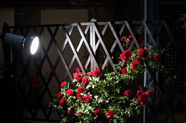 Foto de flores — Fotografia de Stock