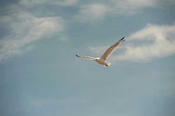 Seagull in flight — Stock Photo, Image