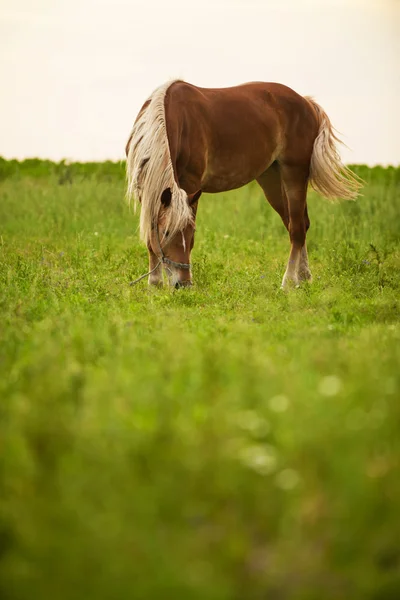 Paard op veld — Stockfoto