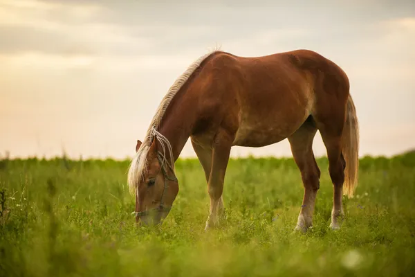 Paard op veld — Stockfoto