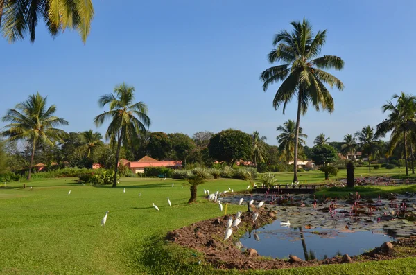 Landskap goa — Stockfoto