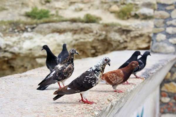 Pigeons assis — Photo