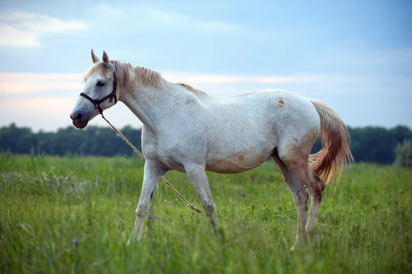 Kůň — Stock fotografie