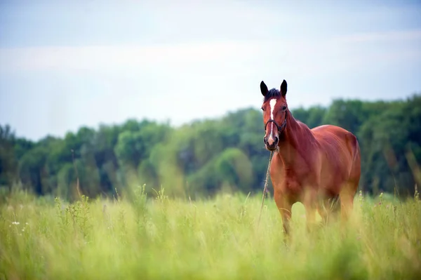 Pferd — Stockfoto